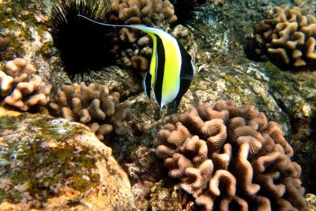 A fish enjoying a swim inthe coral reef