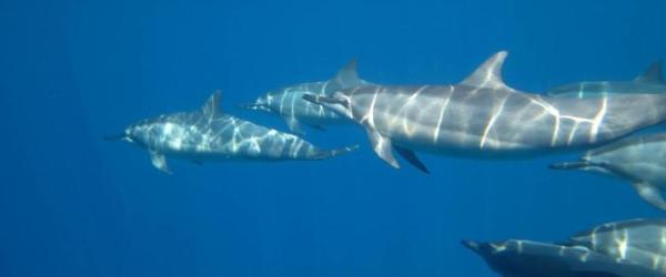 A pod of dolphins swimming in the water