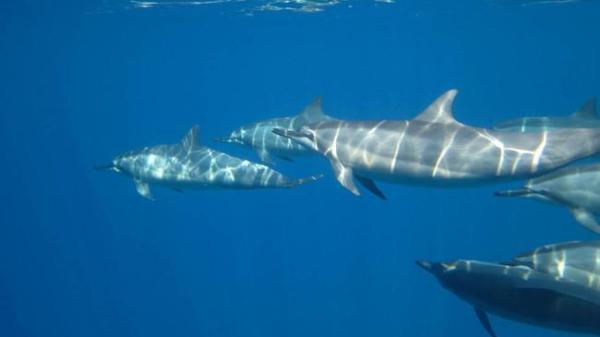 A pod of dolphins swimming in the water