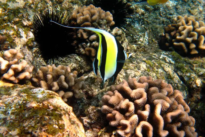 A fish swimming amongst the coral