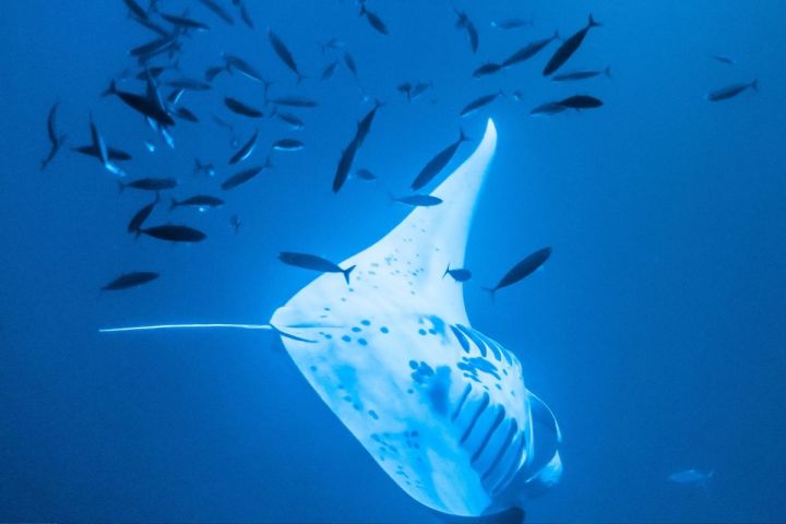 Kealakekua Bay snorkel tour