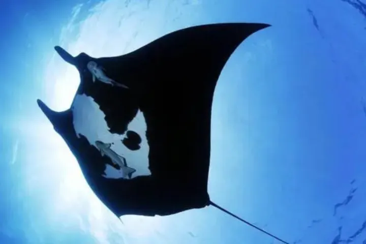 Kona Manta Ray Night Snorkel Tour