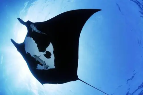 A manta ray as seen from below