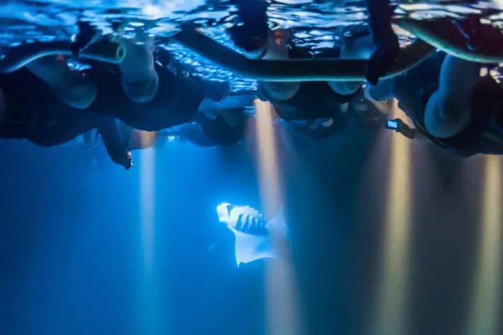 Snorkeling with Manta Rays at Night in Kona