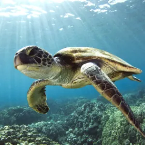 A Hawaiian green sea turtle