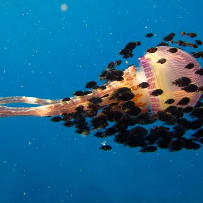 A jellyfish being surrounded by smaller fish