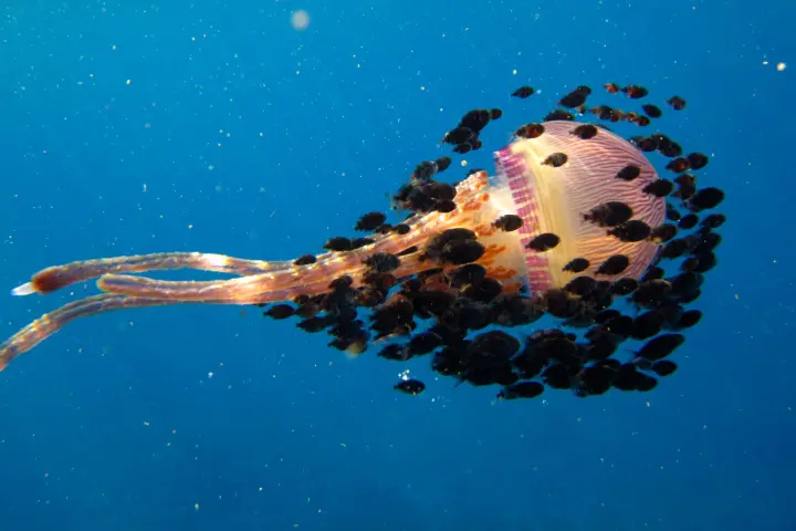 A jellyfish being surrounded by smaller fish