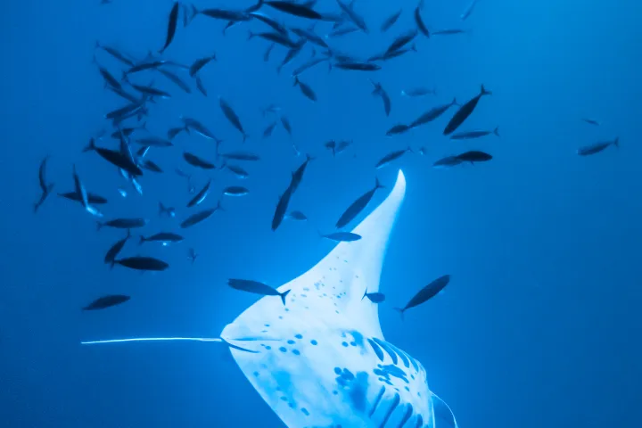 A manta ry cruising through the water