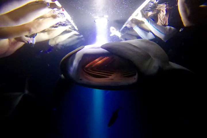A manta ray opening it's mouth to show customers during the Night Manta Experience