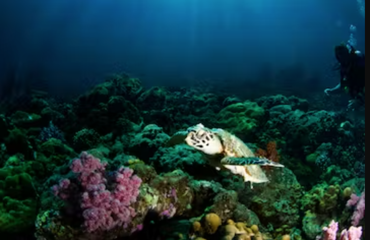 Big Island snorkeling tours Big Island snorkeling tours