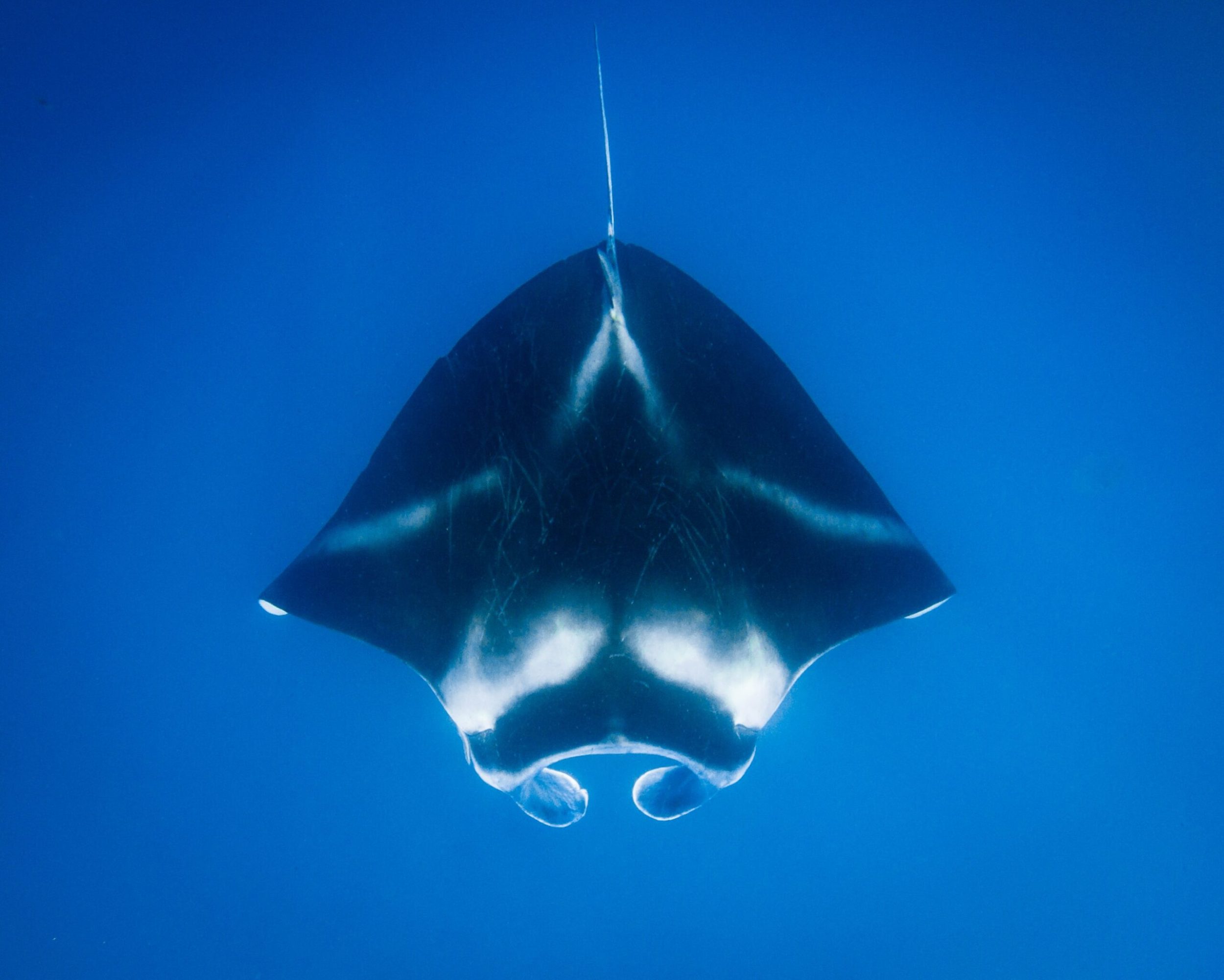 swim with manta rays hawaii