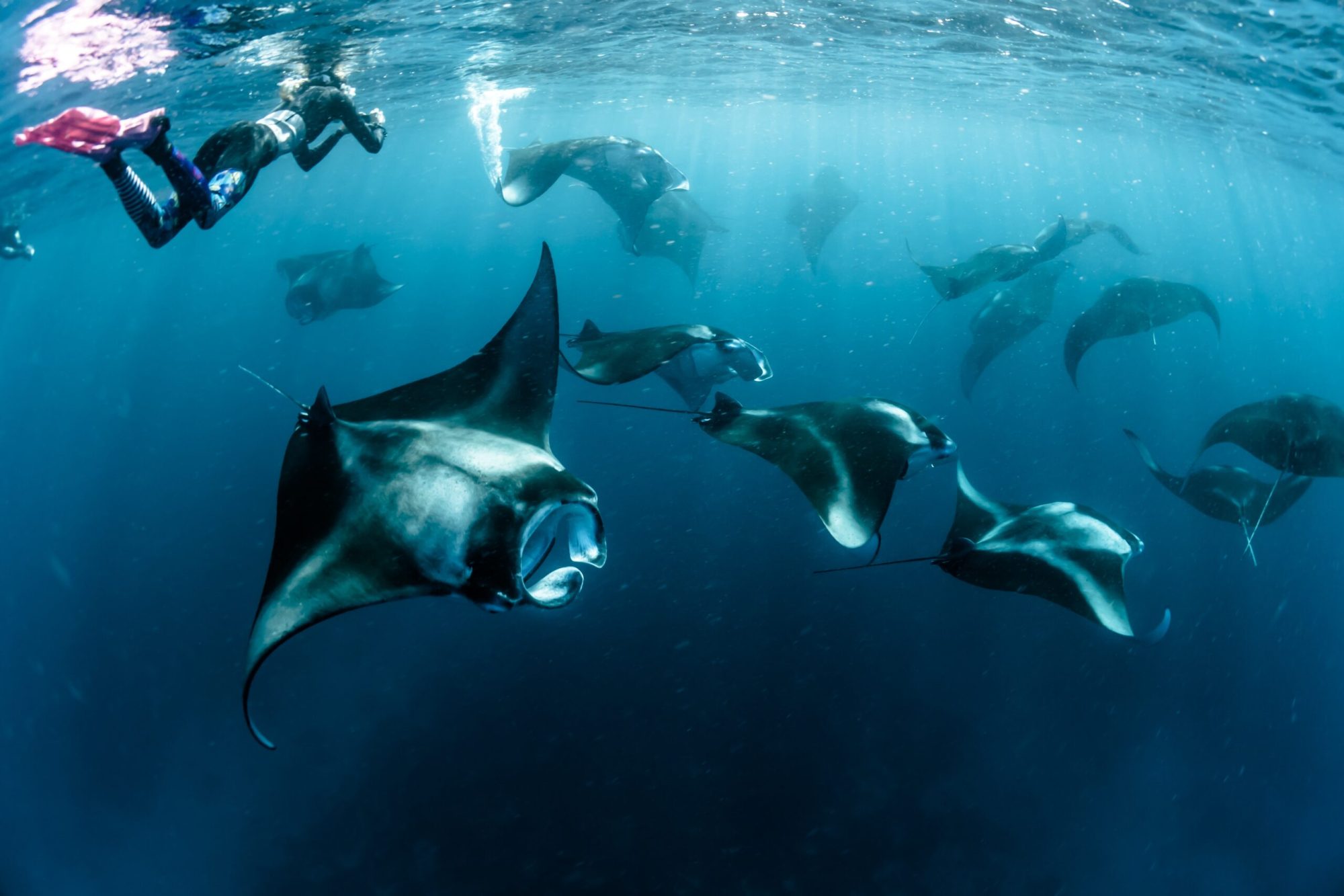 Best Rated Manta Ray Night Snorkel in Kona Best Rated Manta Ray Night Snorkel in Kona