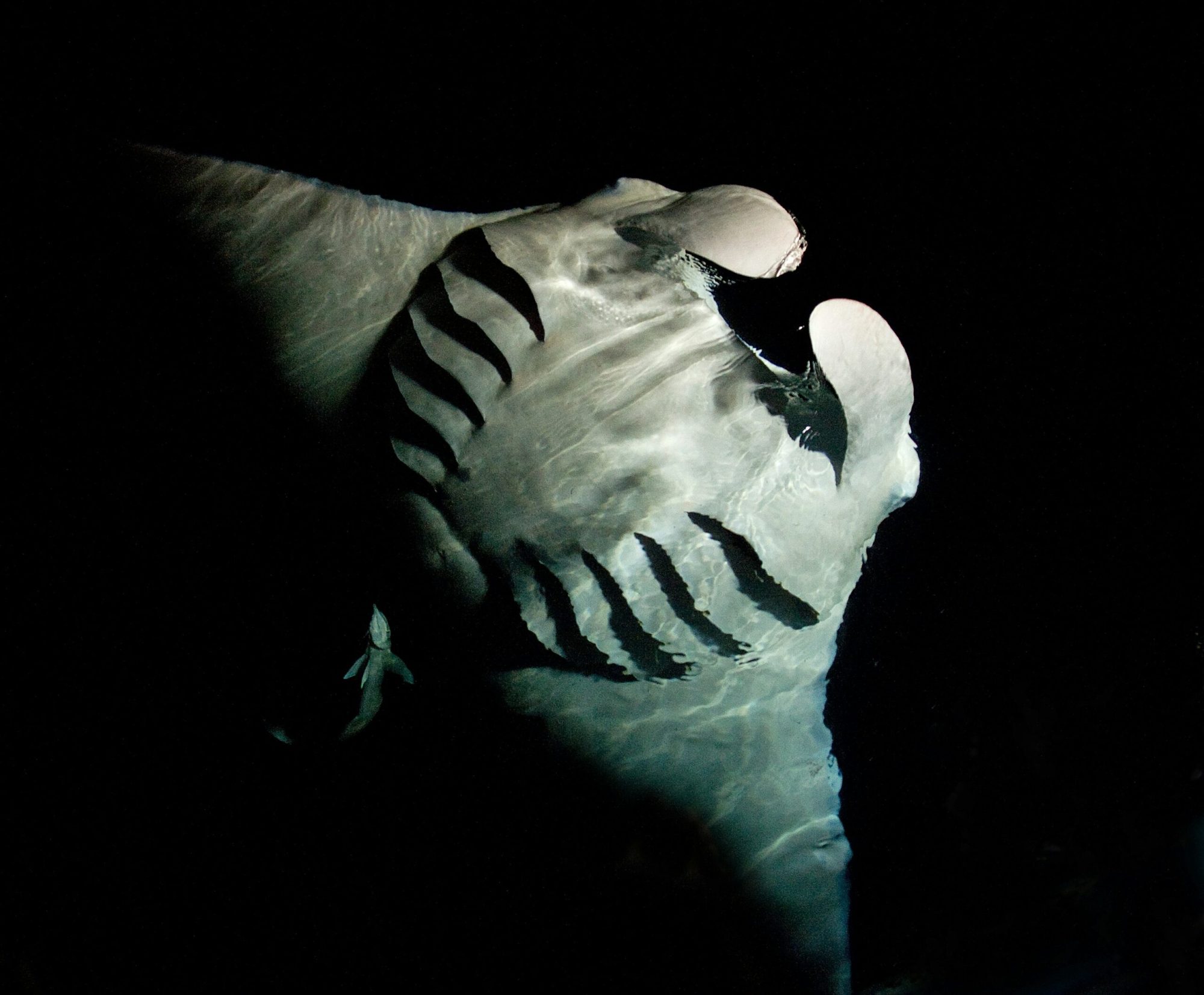 Best Manta Ray Night Dive on Big Island Best Manta Ray Night Dive on Big Island