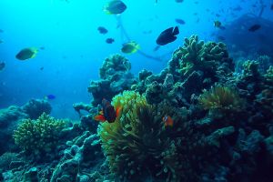 View of Underwater on Our Captain Cook Snorkeling Tour