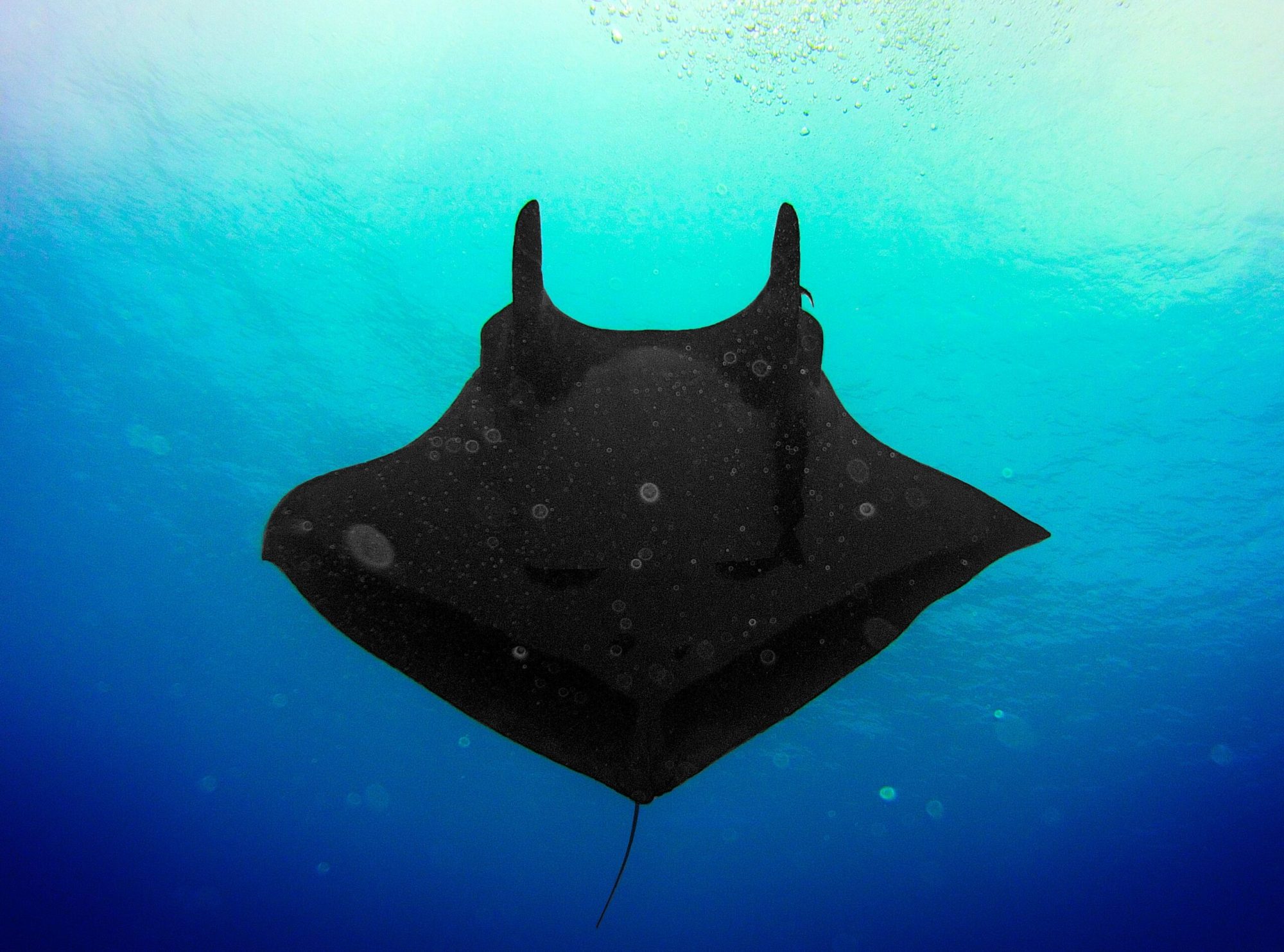Which Company is the Best for Manta Ray Snorkeling in Kona Which Company is the Best for Manta Ray Snorkeling in Kona