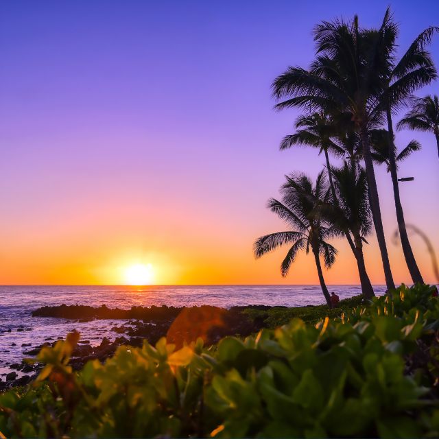 a group of palm trees next to a body of water
