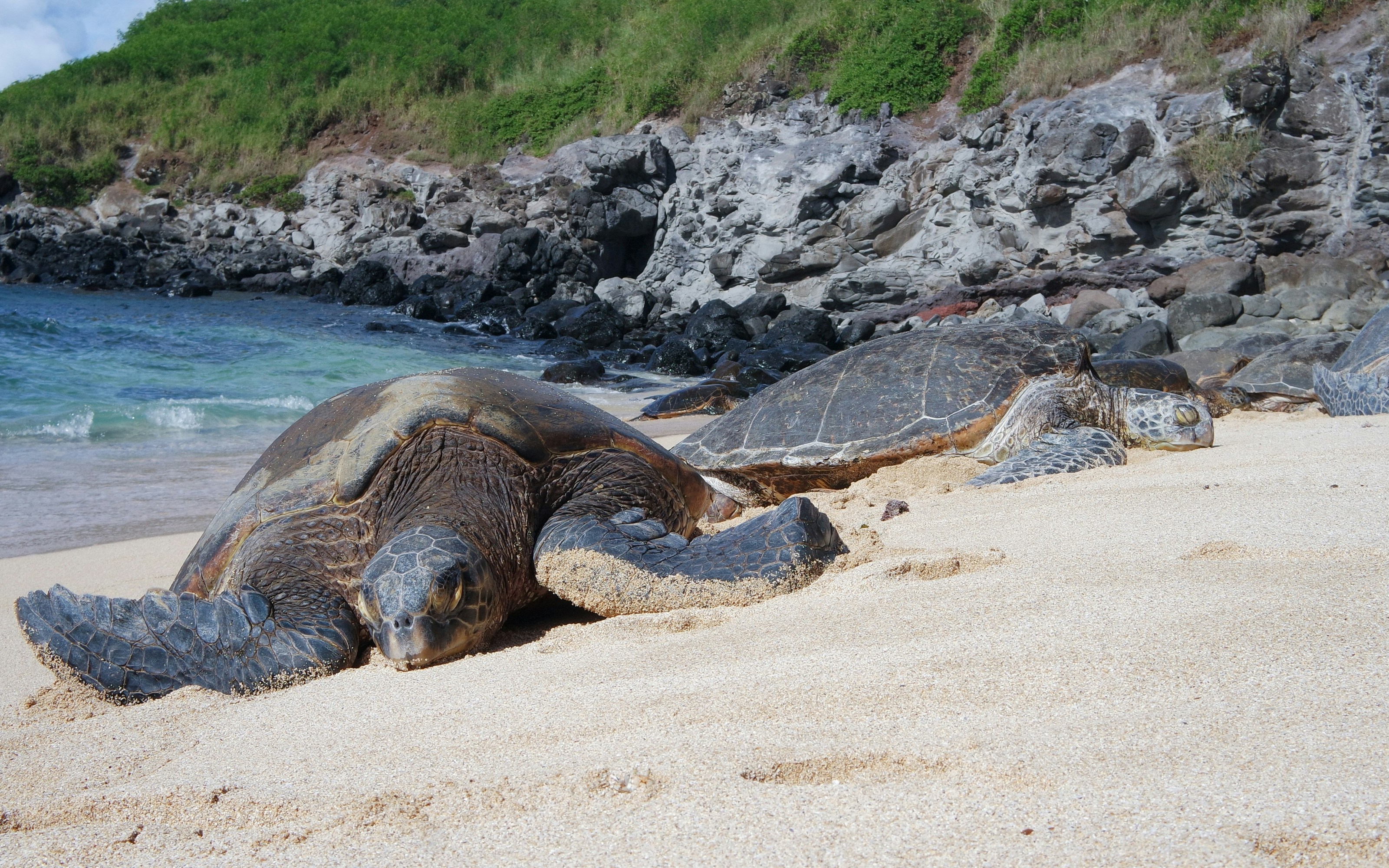 Two Step Beach Snorkeling