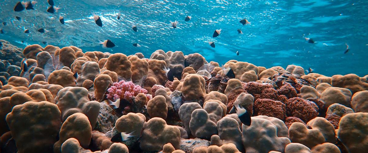 underwater coral