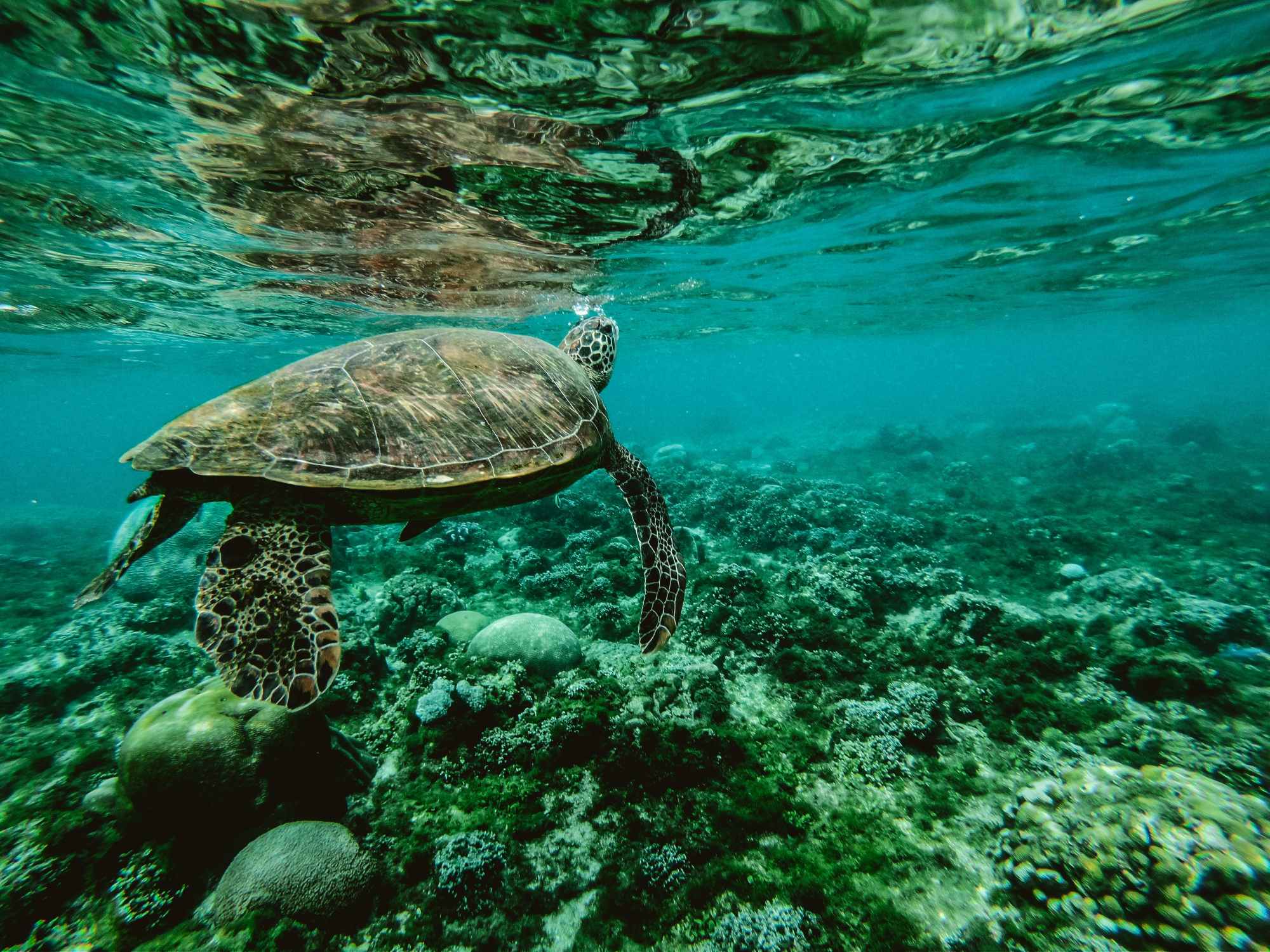 Kona Coast Snorkeling Tour Sea turtle swimming underwater near coral reef with clear blue water.