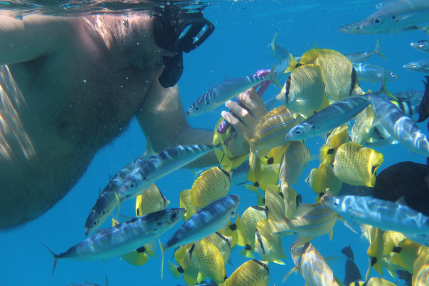 Underwater scene of a snorkeler surrounded by colorful fish.
