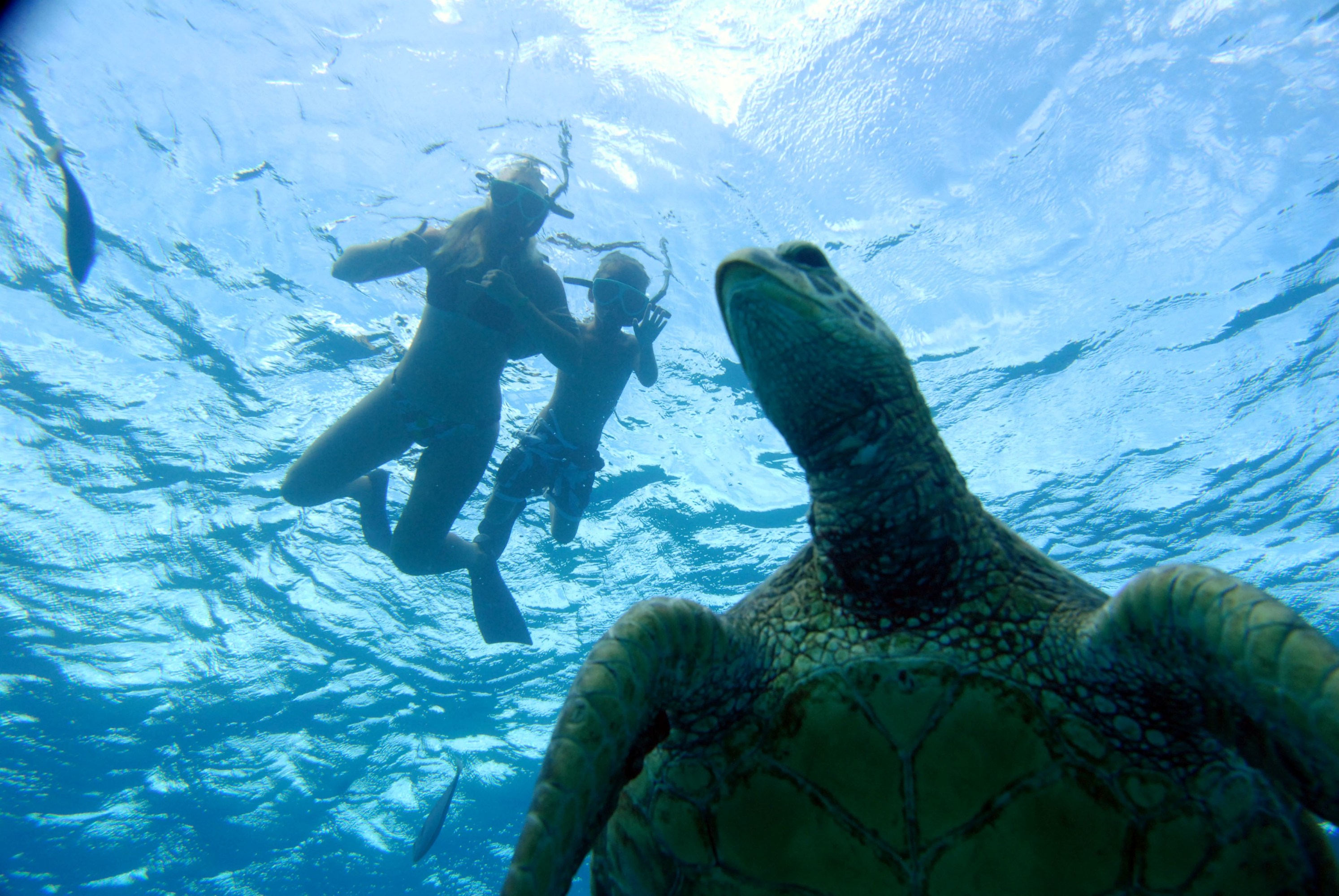 Two snorkelers swim above a sea turtle in clear blue ocean water.