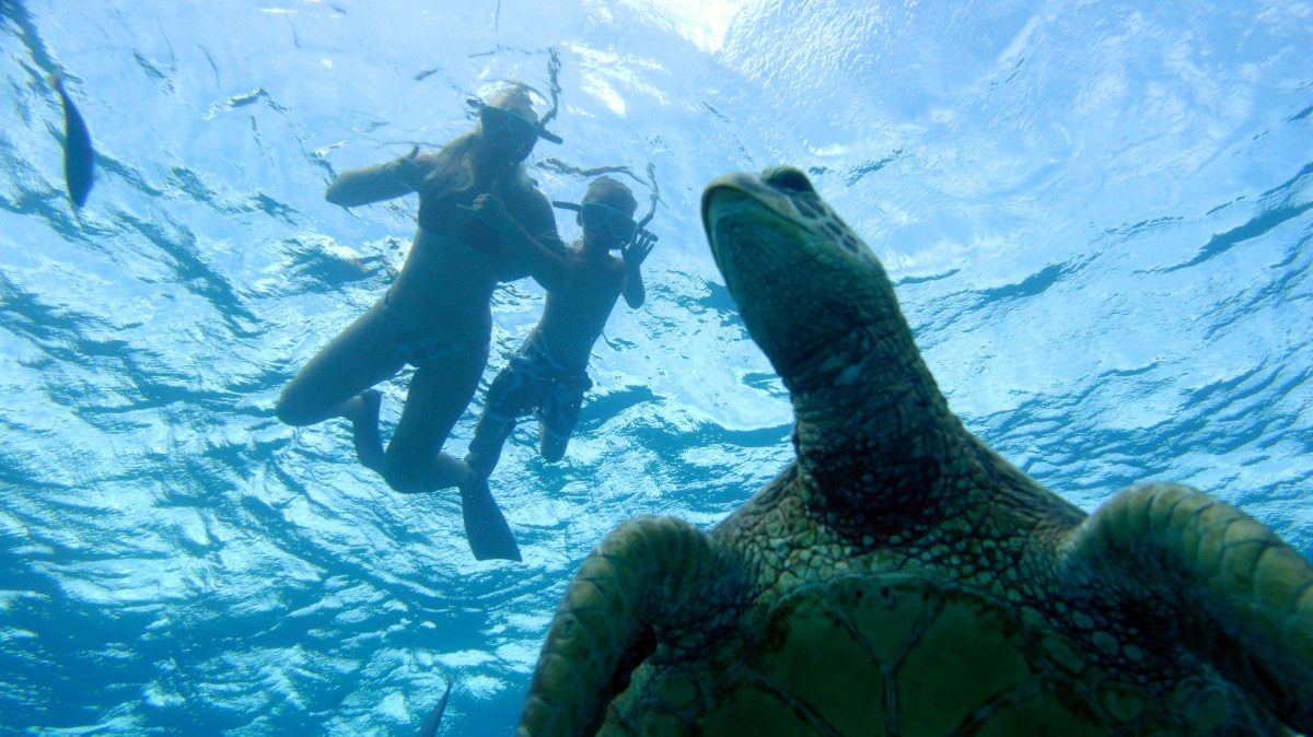 Two snorkelers swim above a sea turtle in clear blue ocean water.