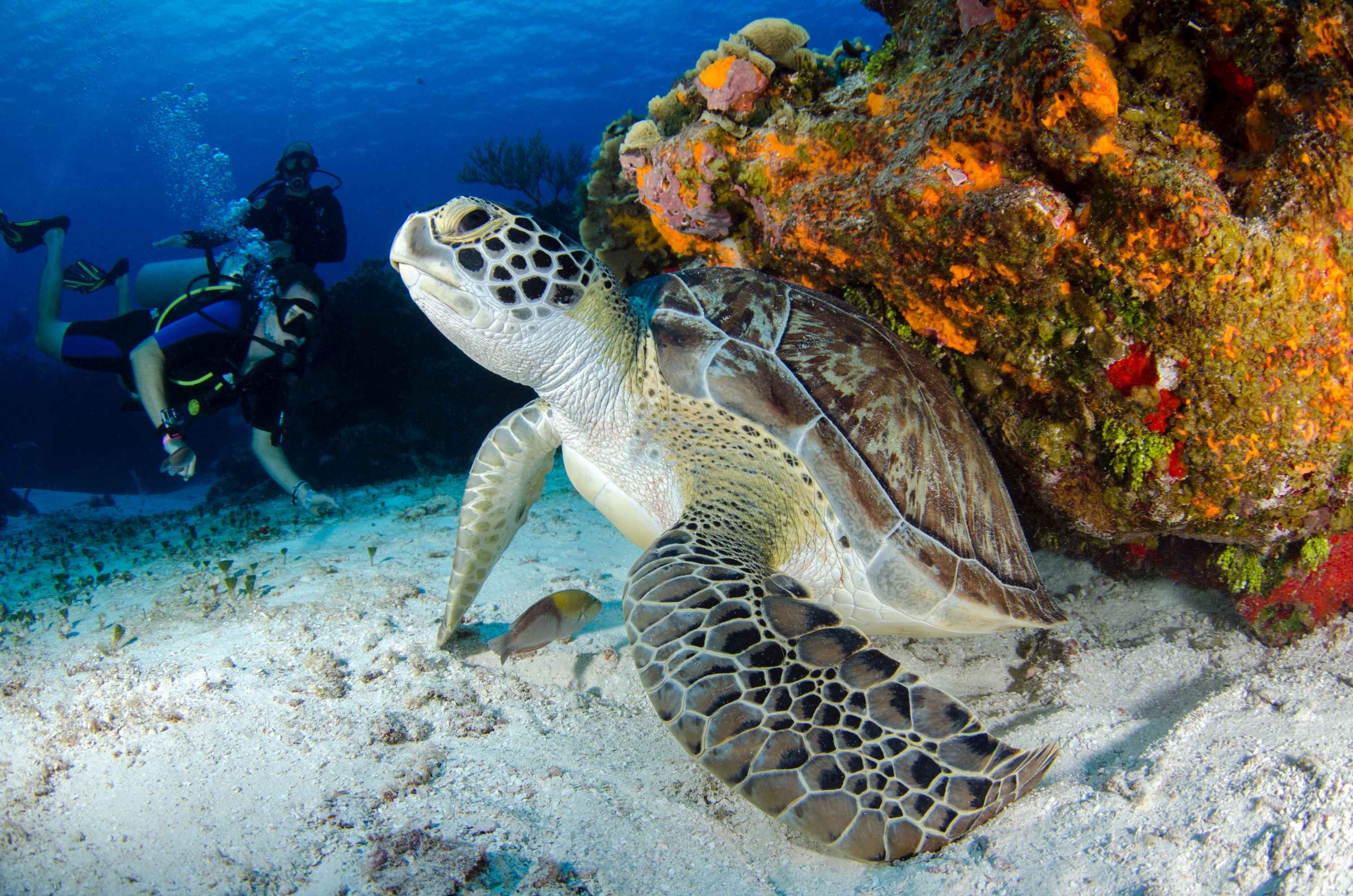Sea turtle near coral reef with scuba divers in the background.