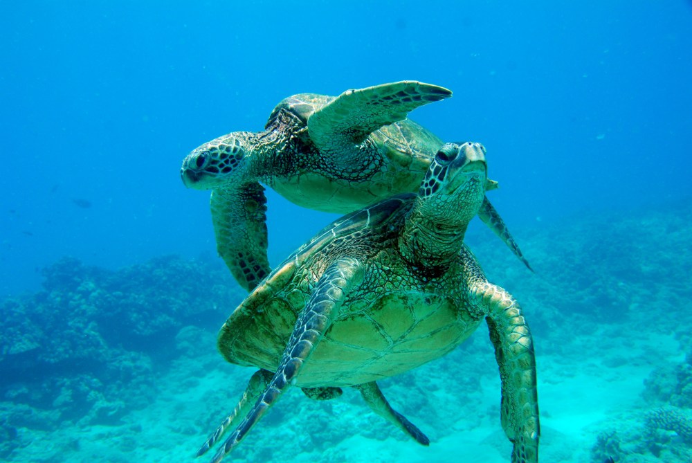 Two sea turtles swimming together underwater in clear blue ocean.