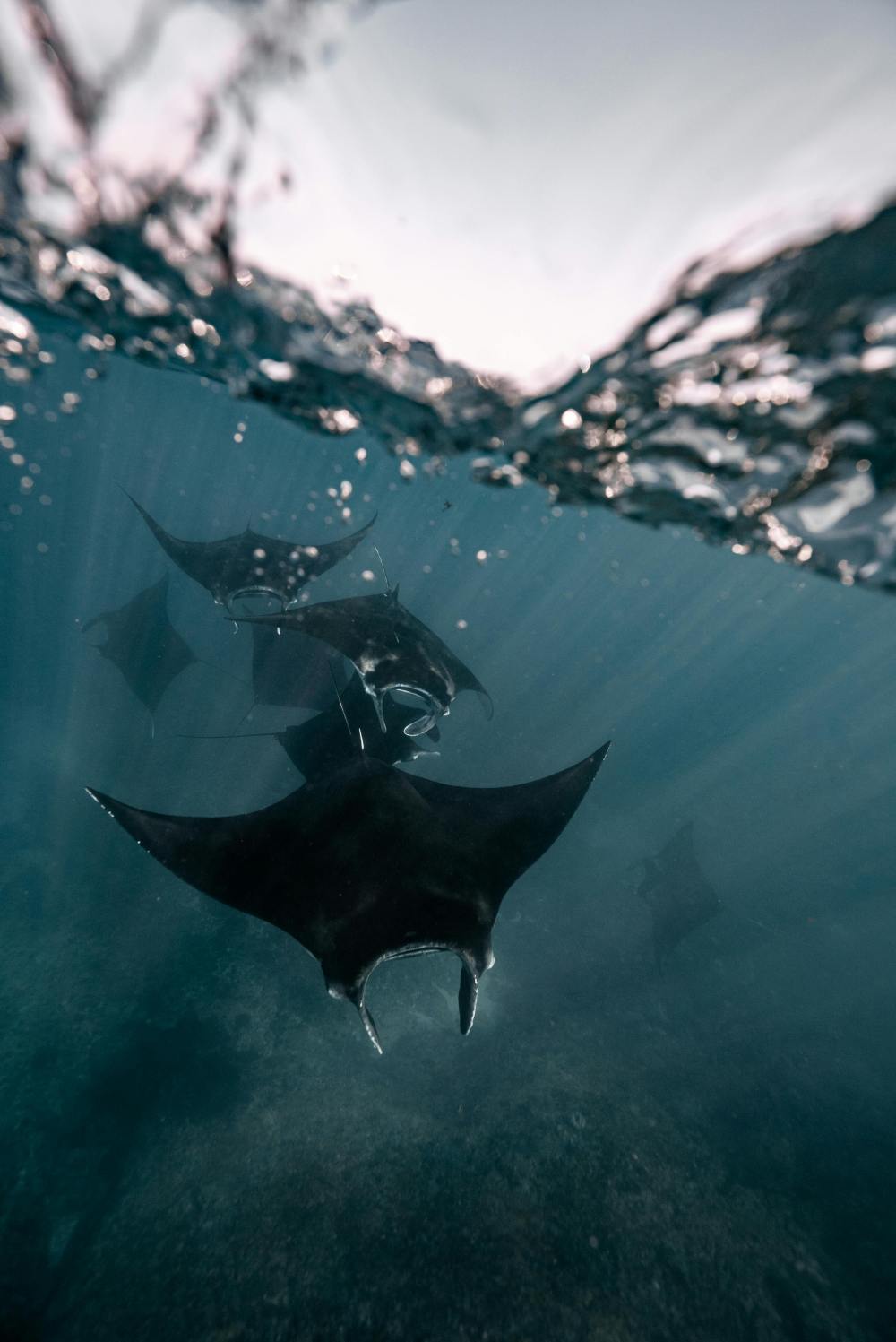 Underwater view of several manta rays swimming near the ocean surface.