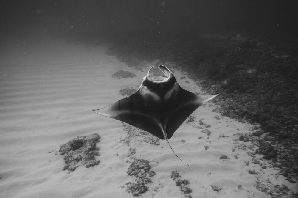 Black and white underwater photo of a manta ray swimming near the ocean floor.