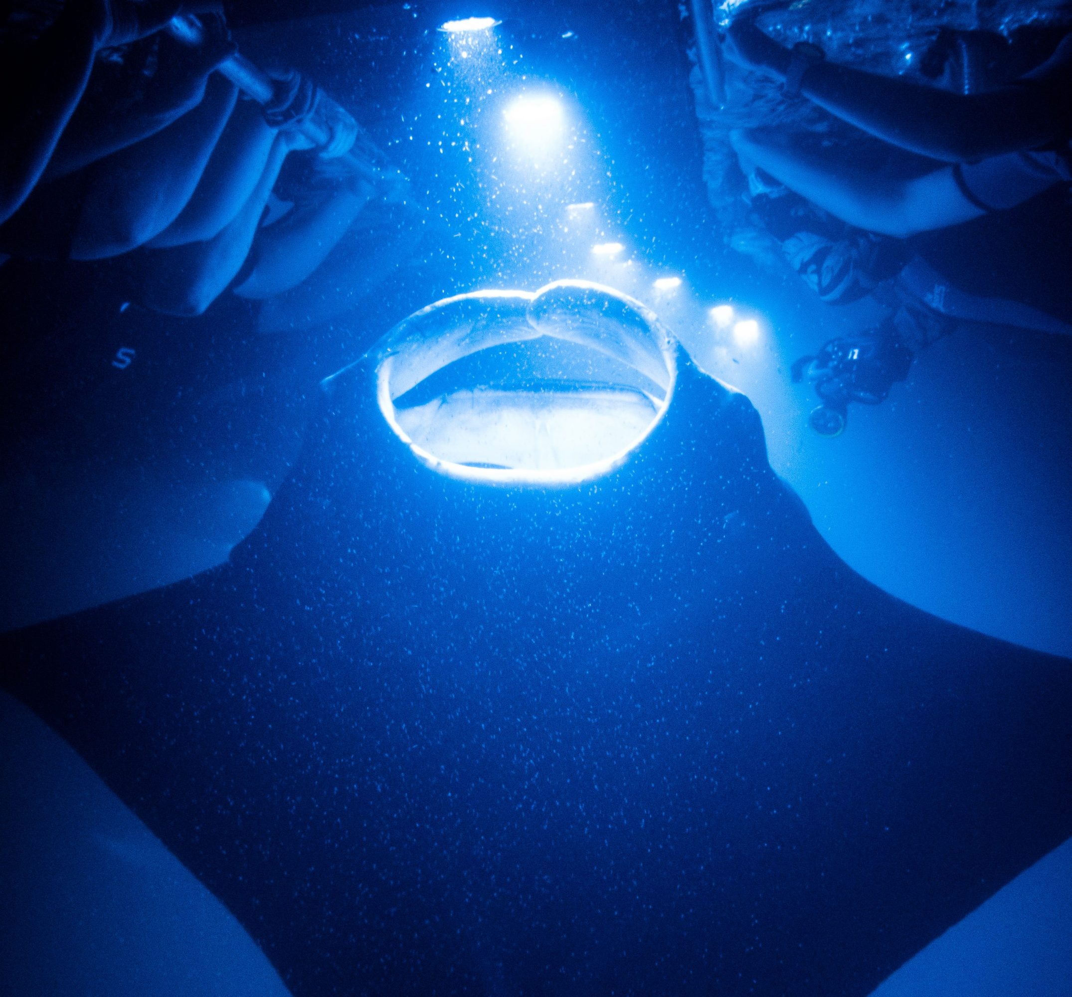 Underwater view of a manta ray glowing under blue lights with snorkelers above.