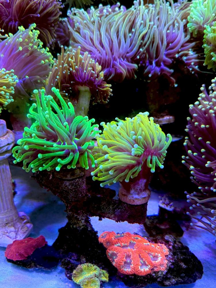 Colorful corals with green, purple, and orange hues in an aquarium setting.