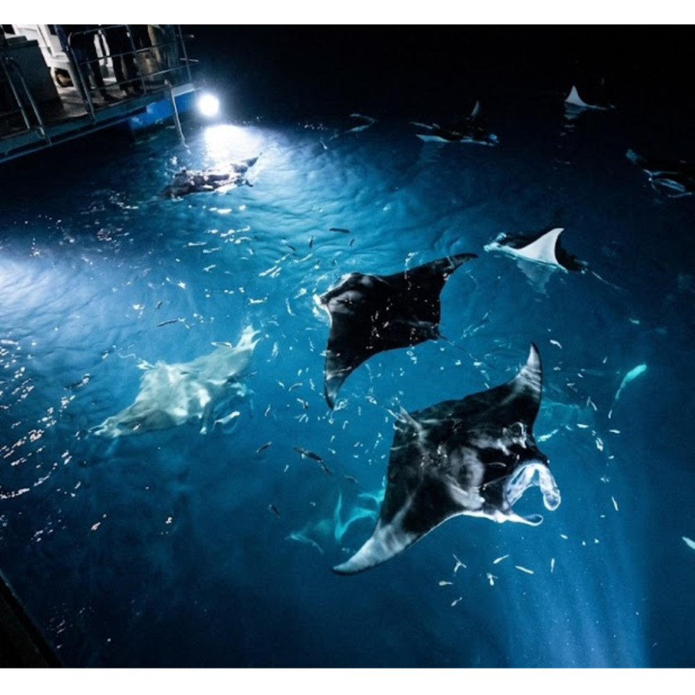 Nighttime view of several manta rays swimming under artificial light in clear blue water with small fish.
