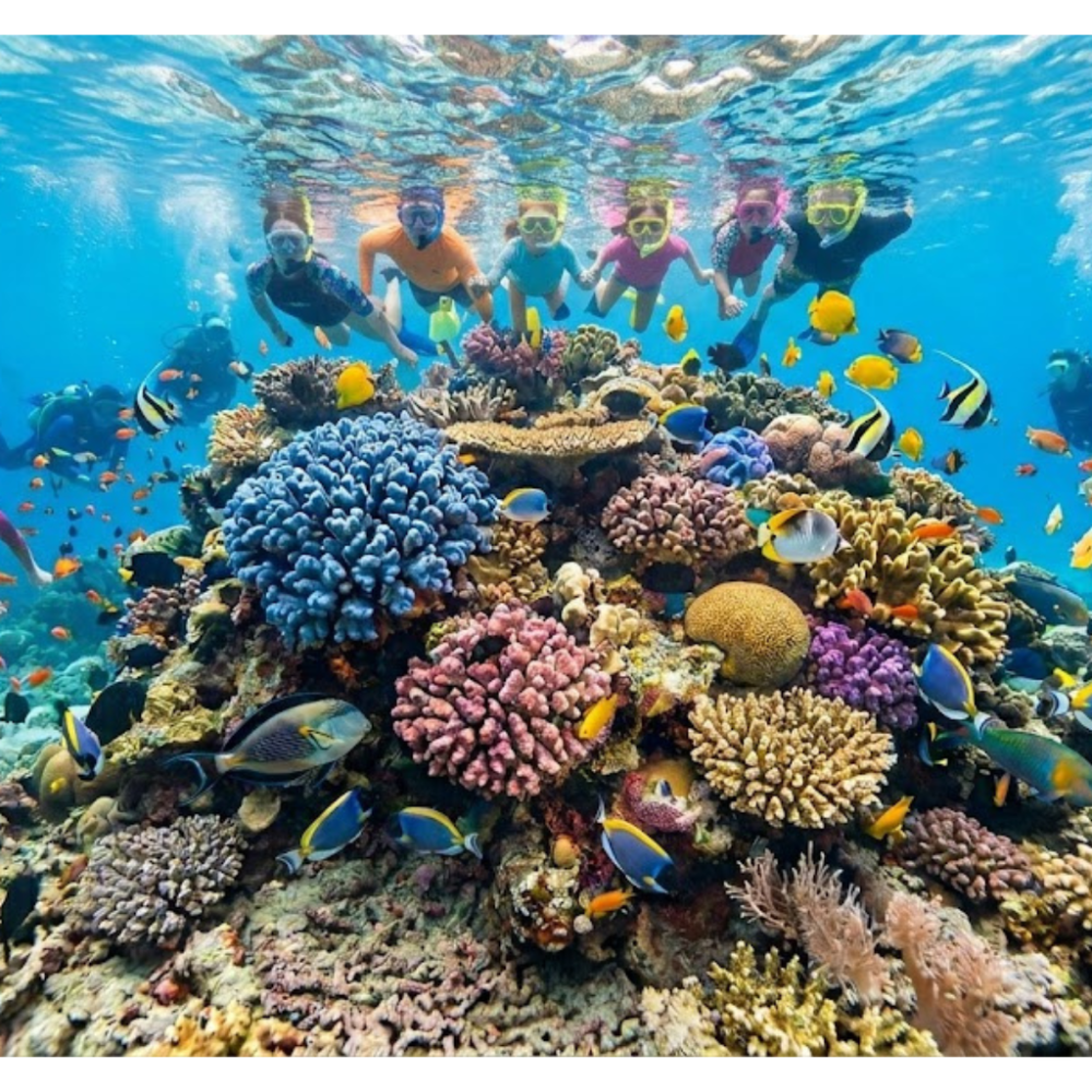 Snorkelers above vibrant coral reef with colorful fish.