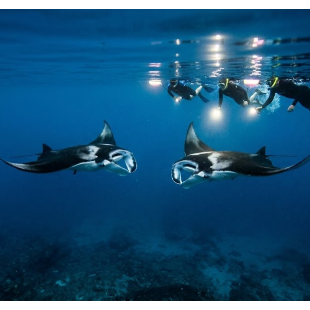 Divers with lights swimming above two manta rays in deep blue ocean waters.