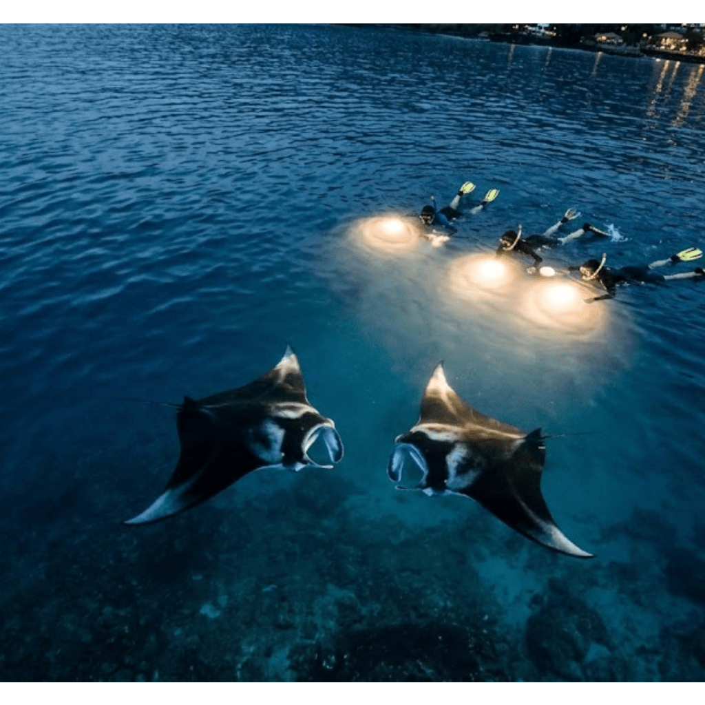 Two manta rays swimming near snorkelers with lights in the ocean at night.