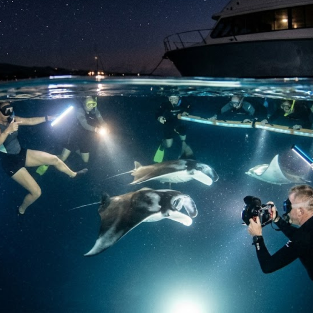 Divers with lights near manta rays underwater at night.