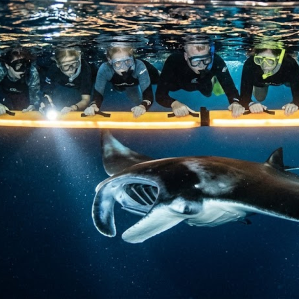 Group of snorkelers observing a large manta ray underwater at night.