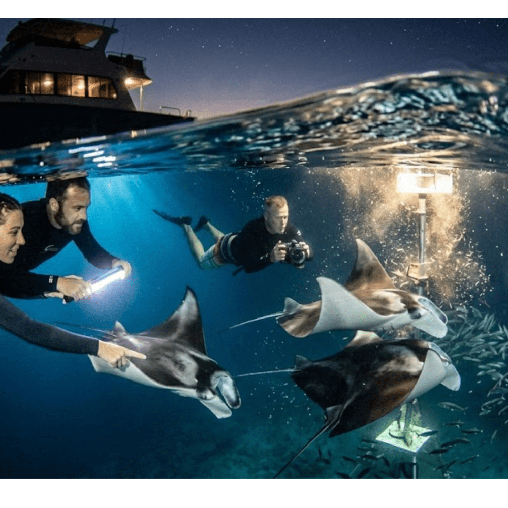what to expect on a night manta ray tour in Kona