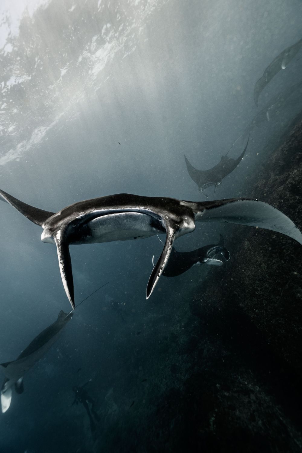 Manta rays swimming underwater in a dark ocean scene.
