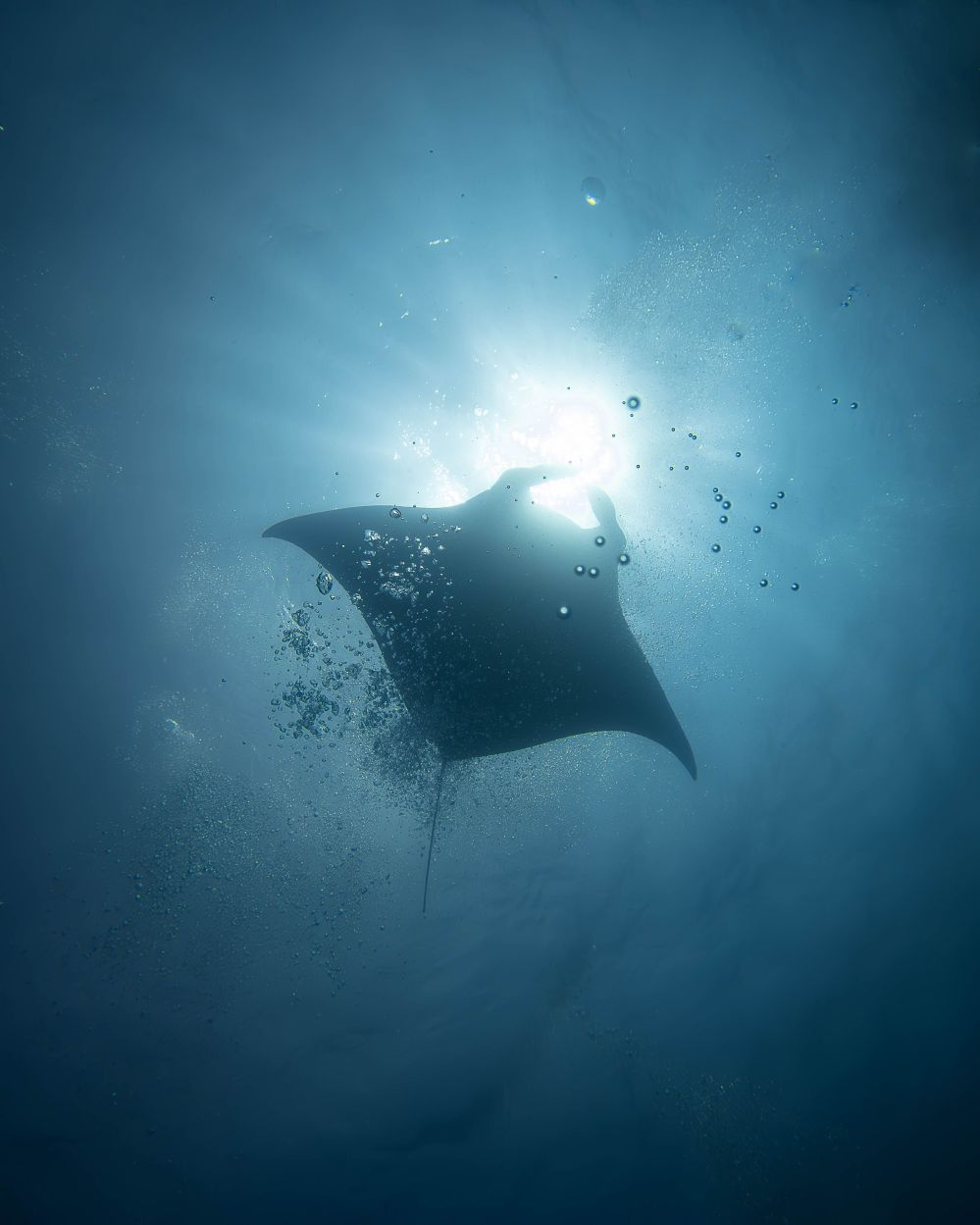Silhouette of a manta ray swimming underwater with sun rays above.