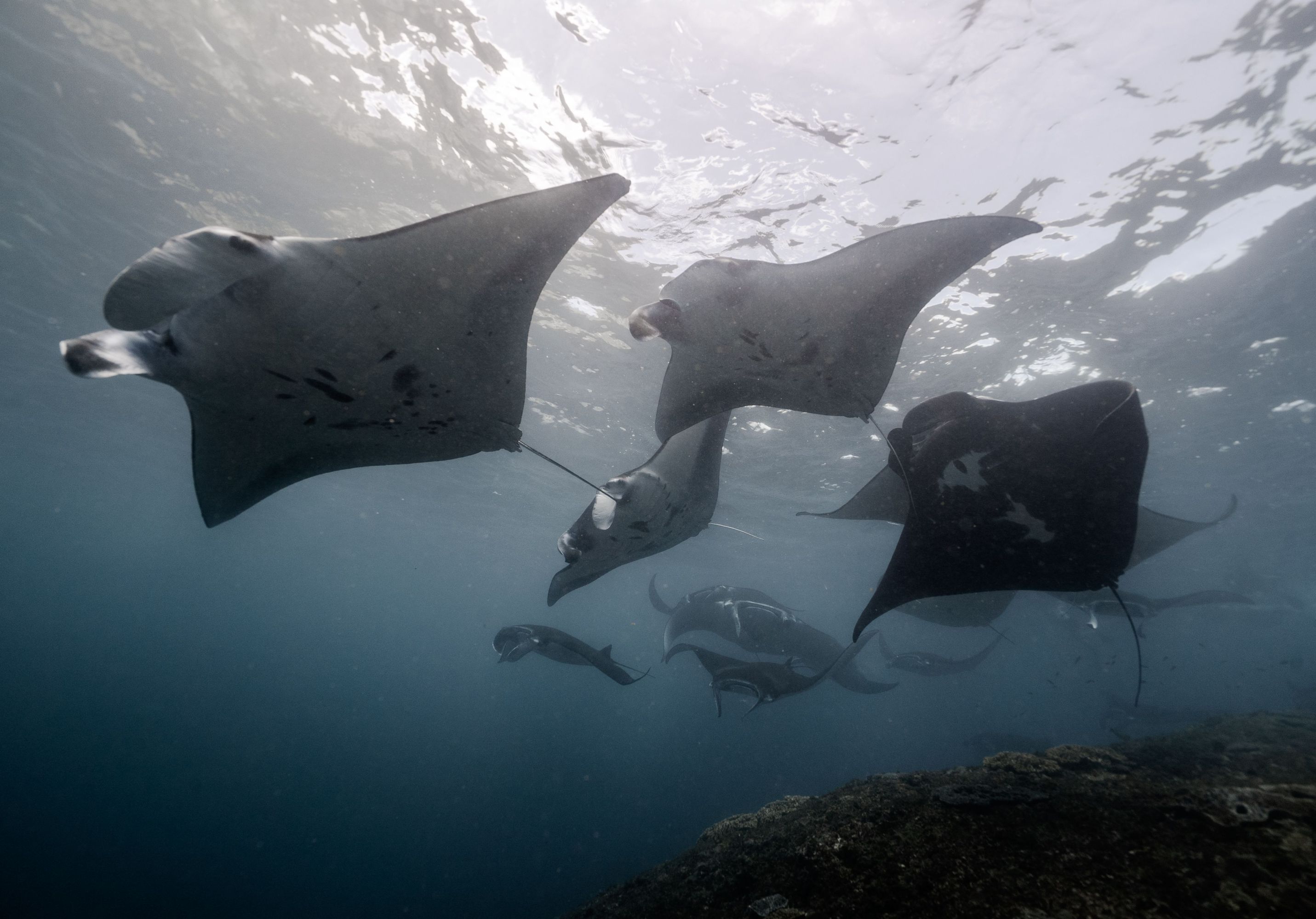 Group of manta rays swimming underwater in blue ocean.